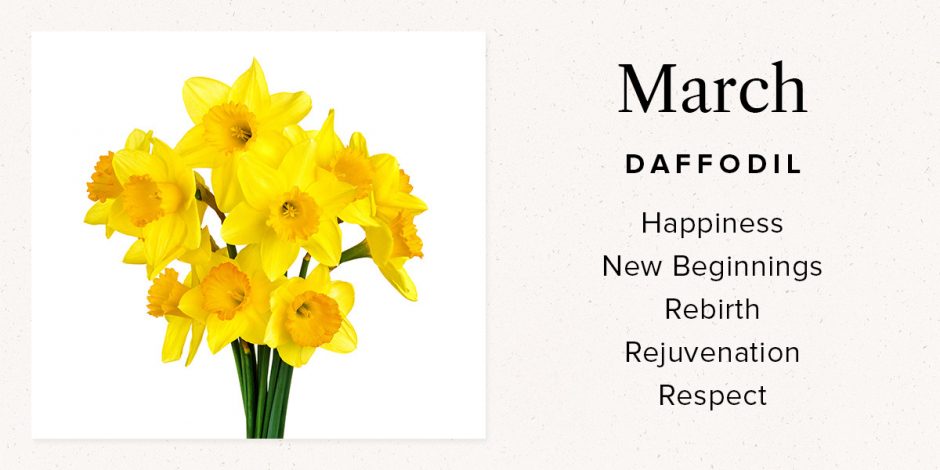 March Daffodil