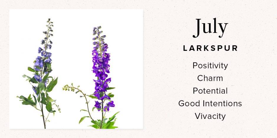 July Larkspur