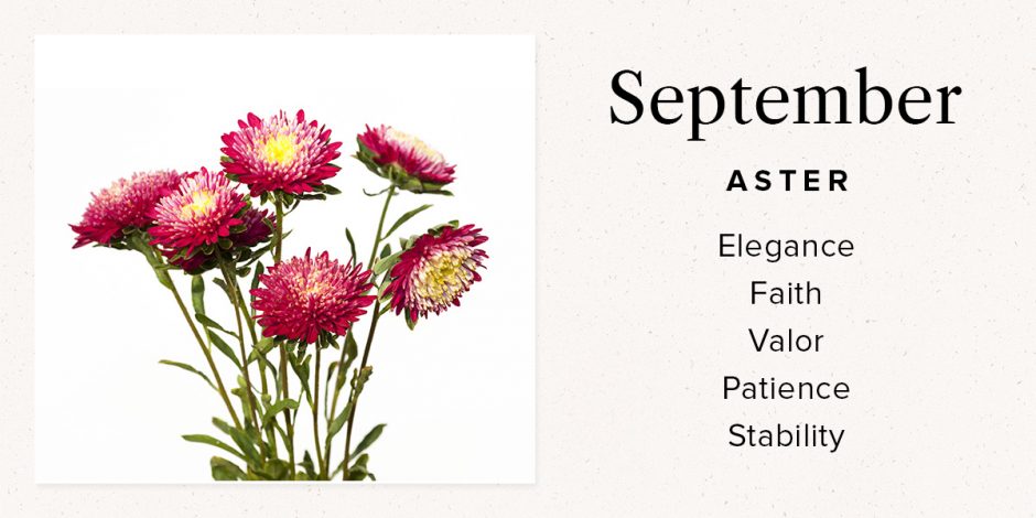 September Aster