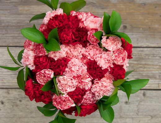 carnations in pink and red with greenery