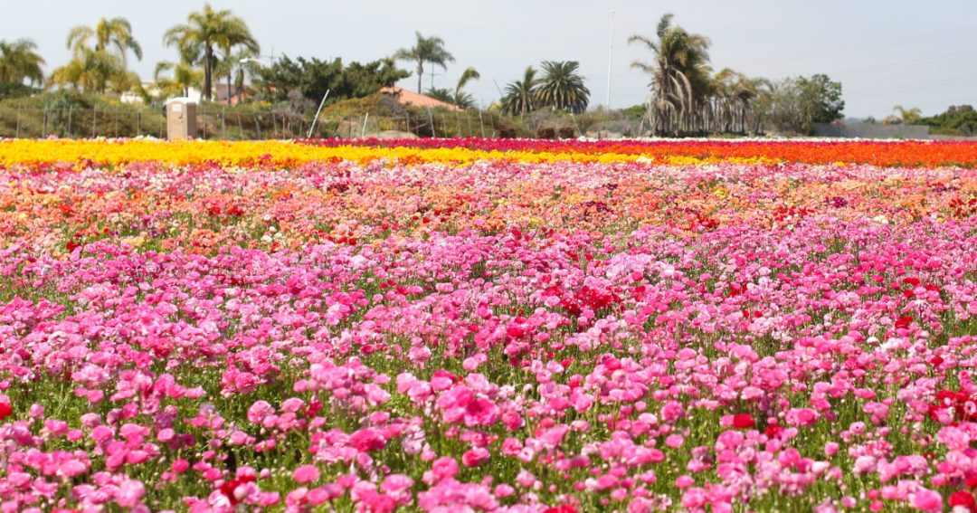 Flower Fields
