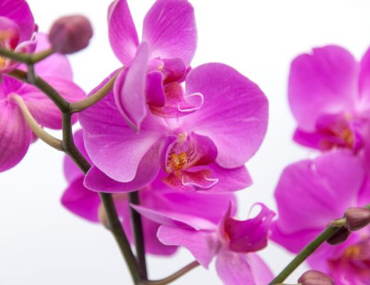 Fresh Orchids Delivered