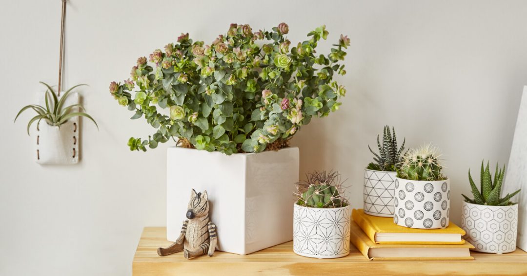 Plant Gifts