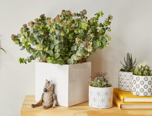 Plant Gifts