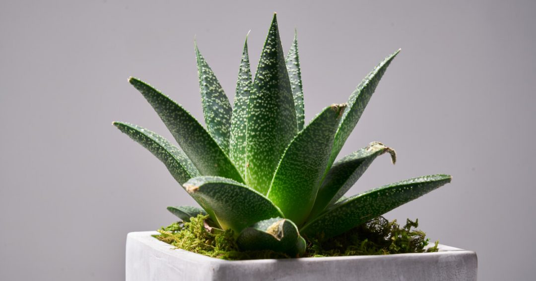Succulents Sunlights