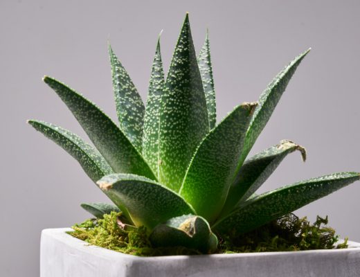 Succulents Sunlights