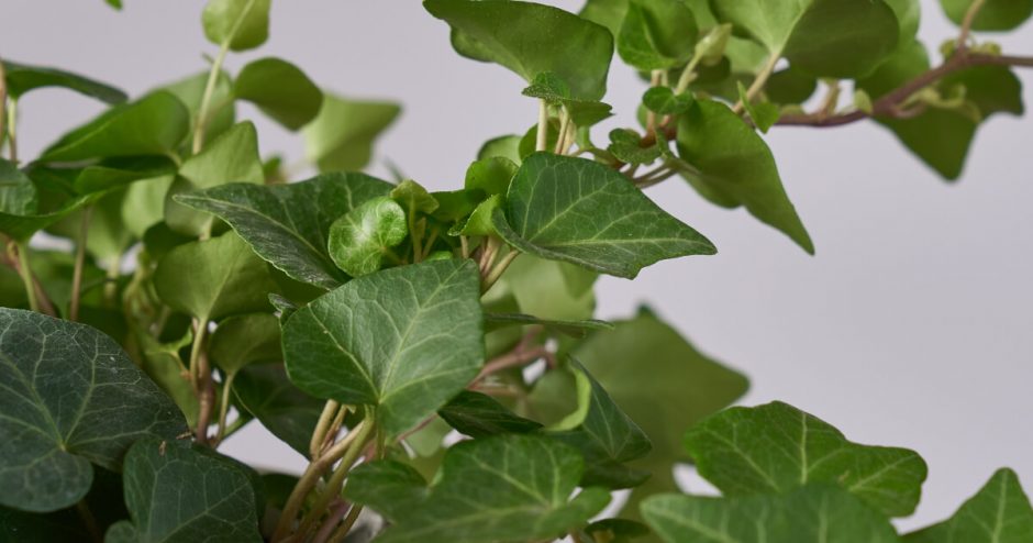 English Ivy Facts