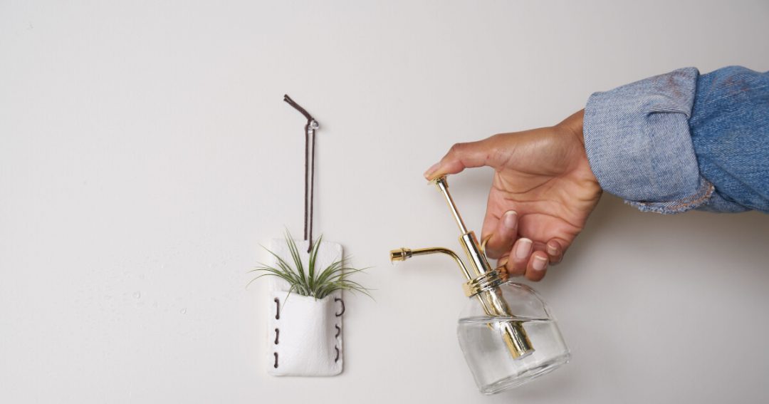 Indoor Plant Care