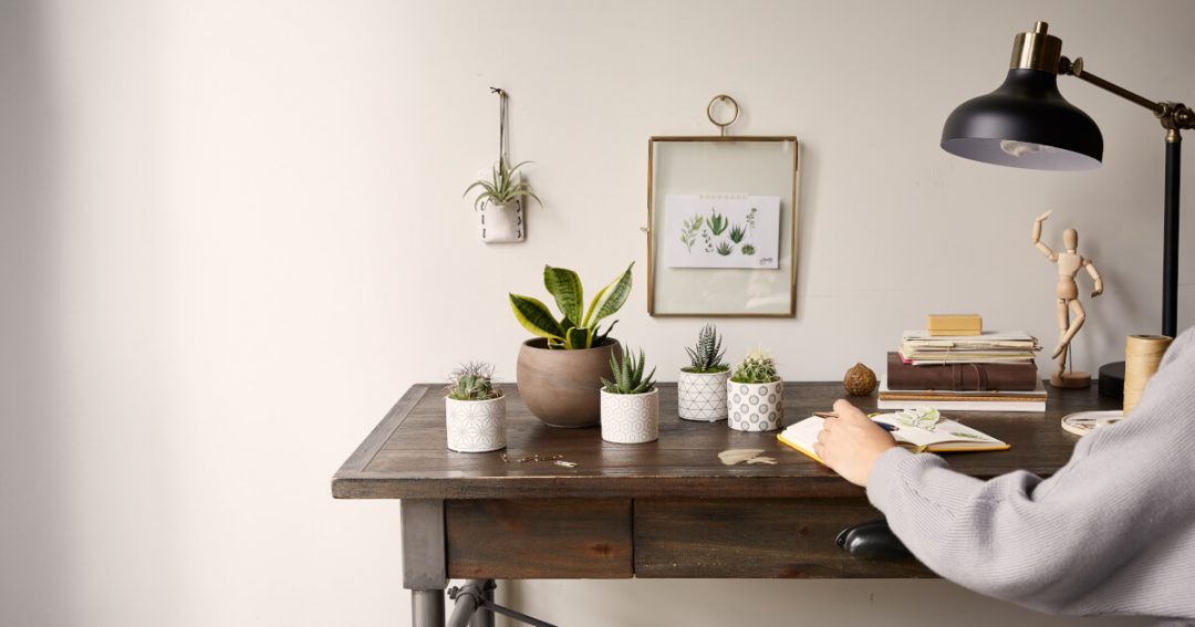 Office Plant Care
