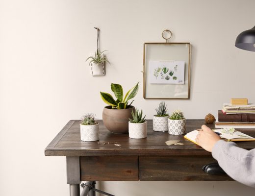 Office Plant Care