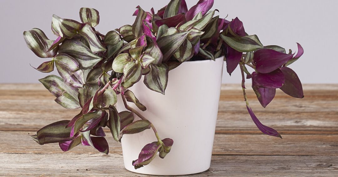 Tradescantia Zebrina Potted Plant