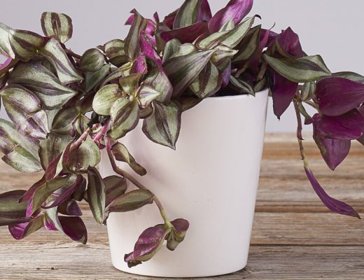 Tradescantia Zebrina Potted Plant