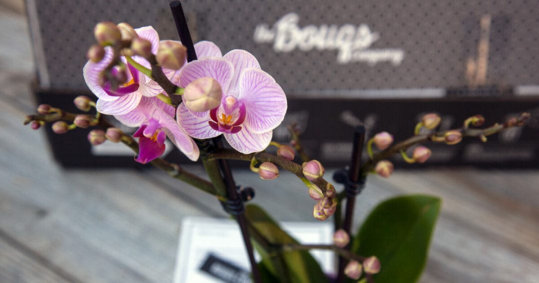 Orchids For Valentine's Day