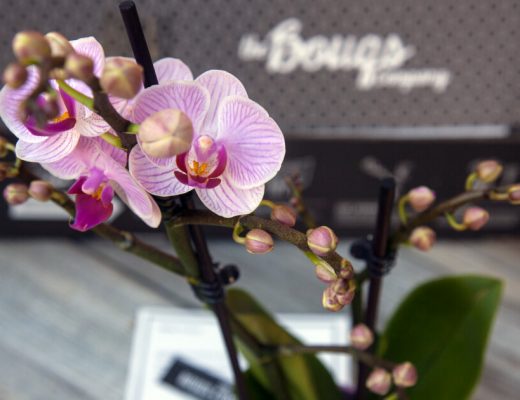 Orchids For Valentine's Day
