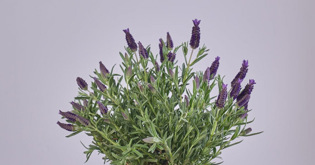 Dried Lavender Uses