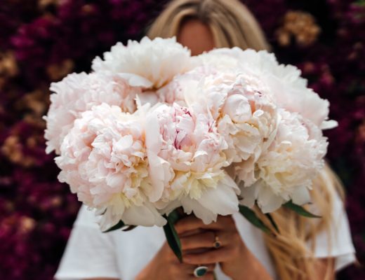 Fresh Cut Peonies For Sale