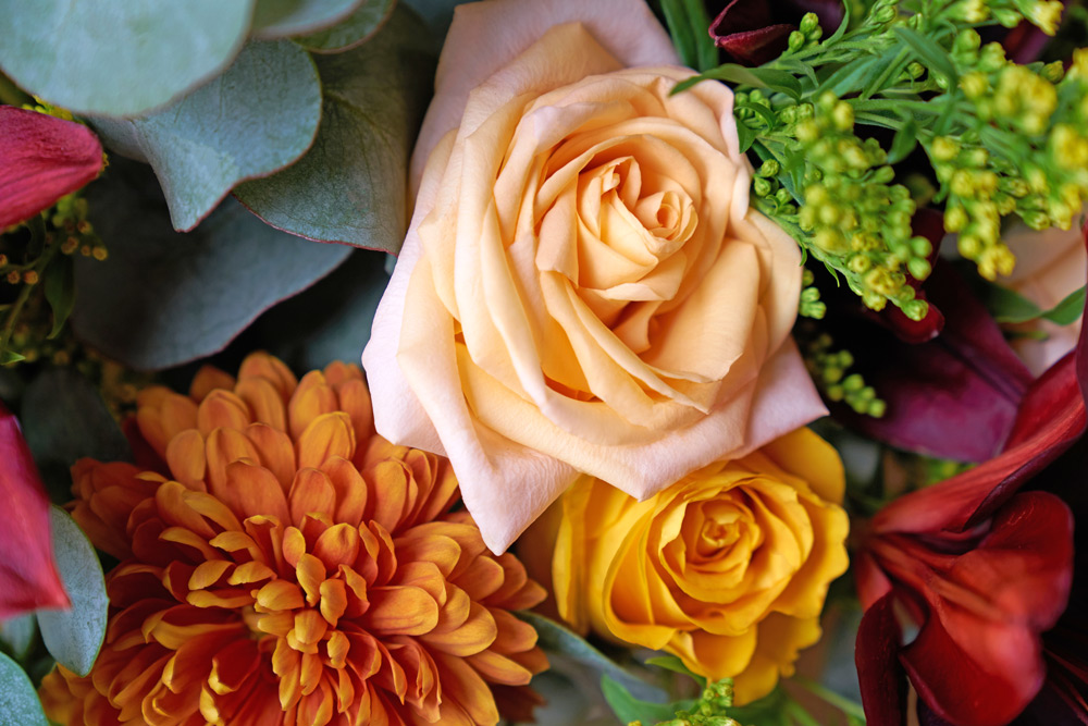 bronze chrysanthemums and peach roses