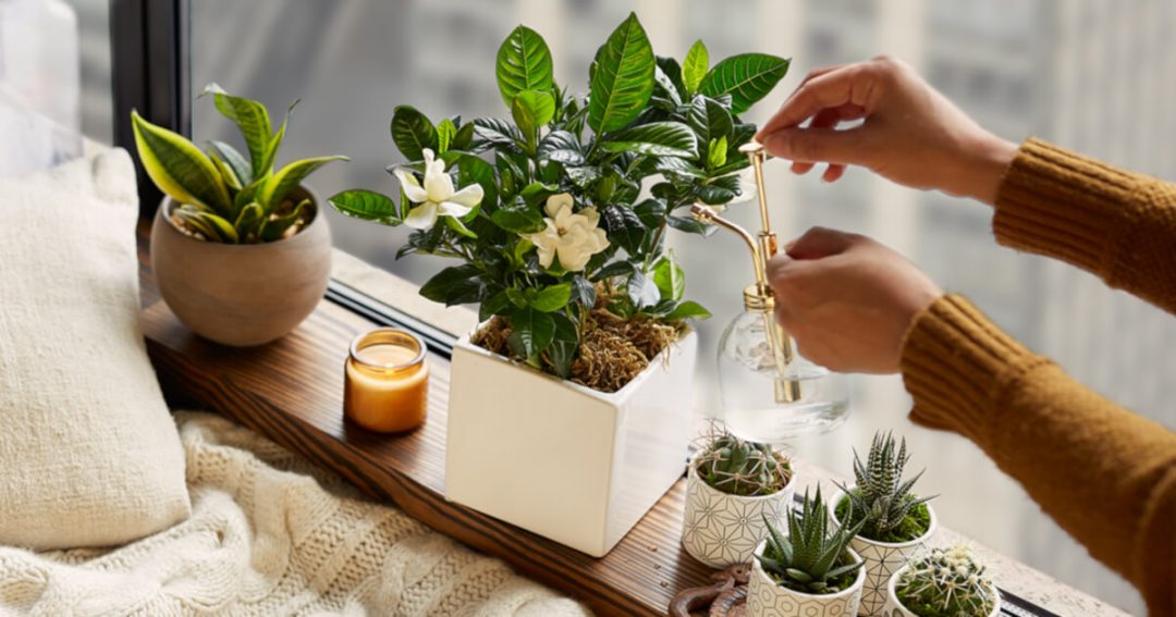 Romantic Plant Gifts