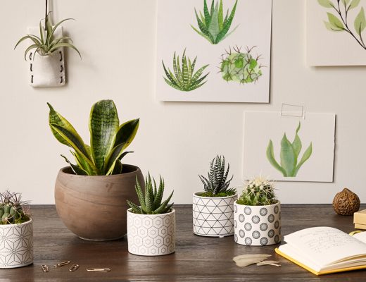 Best Office Plants
