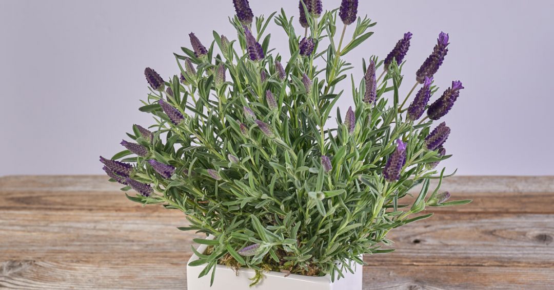 Facts About Lavender
