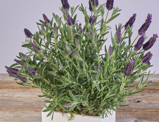 Facts About Lavender