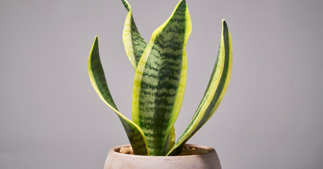 Snake Plant Facts