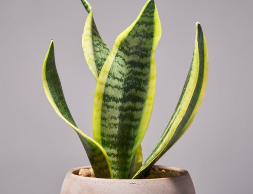 Snake Plant Facts