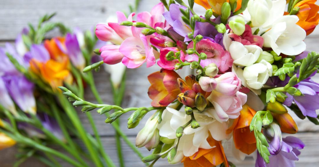 All About Freesia