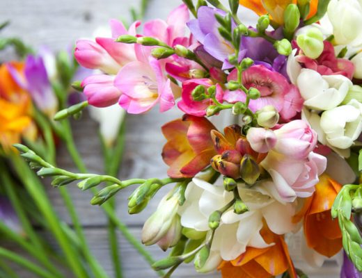 All About Freesia