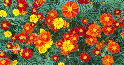 Summer Marigold