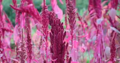 Summer Amaranth