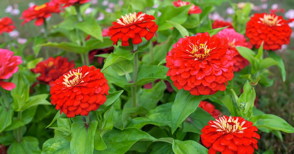 Sumer Zinnia