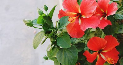 Summer Hibiscus