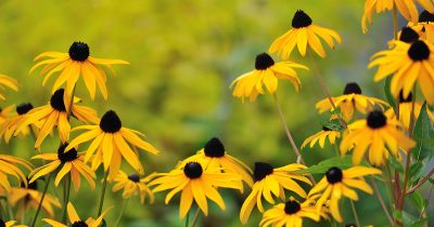 Summer Black-eyed Susan