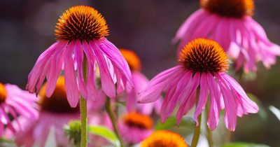 Summer Coneflower
