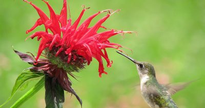 Summer Bee Balm