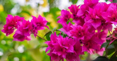 Summer Bougainvillea