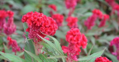 Summer Celosia