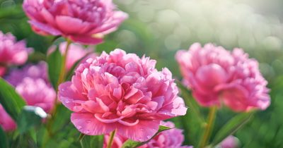 Summer Peonies