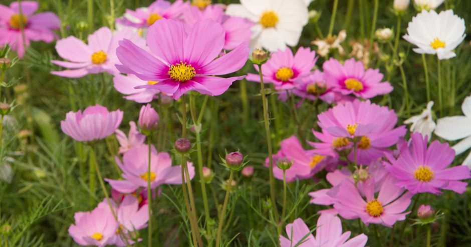 Summer Cosmos