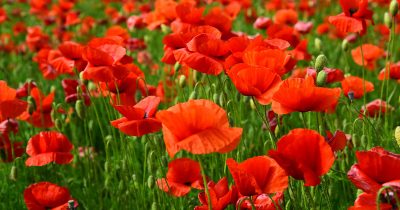 Summer Poppy