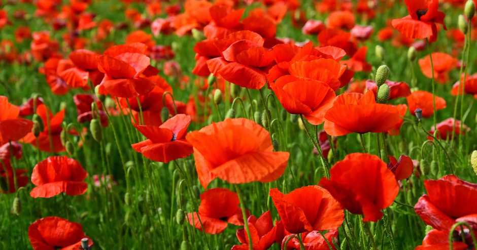 Red poppy flowers growing in a field