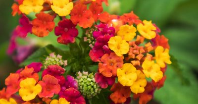 Summer Lantana