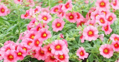 Summer Petunia