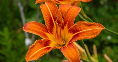Summer Daylily