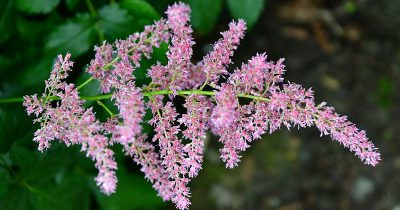 Summer Astilbe