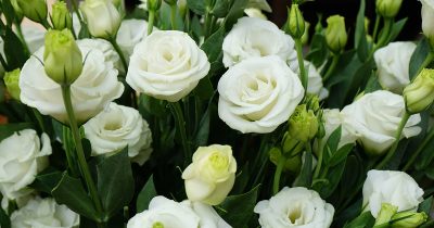 Summer Lisianthus