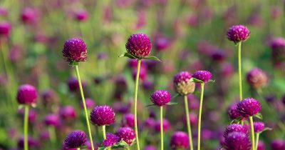 Summer Gomphrena