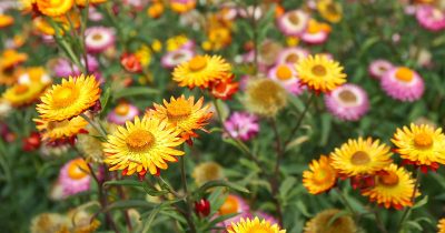 Summer Strawflower