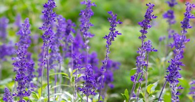 Summer Salvia